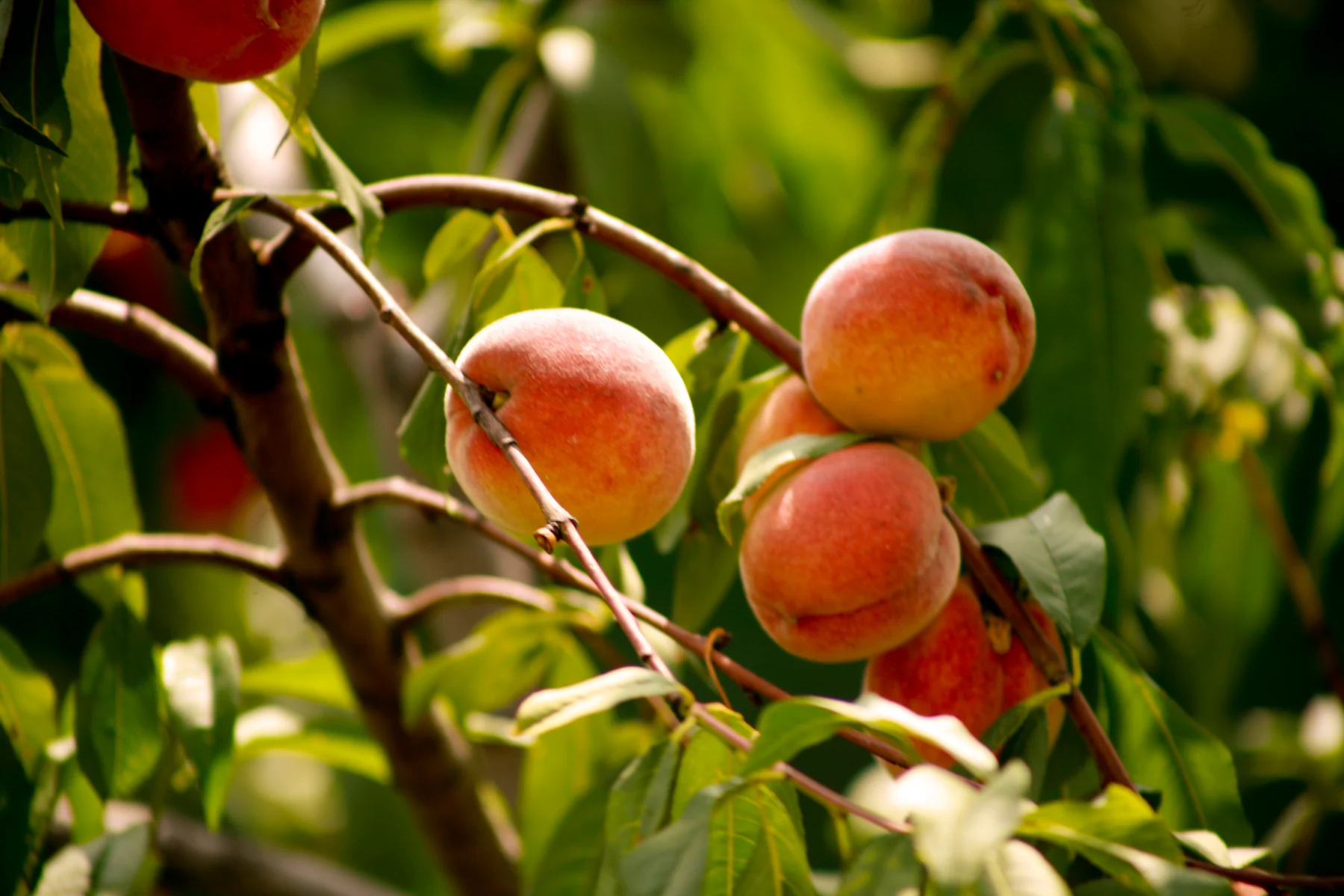 Pesche mature su un albero